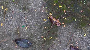 concrete street texture with dry leaves photo