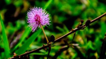 beautiful pink flowers in the green grass photo