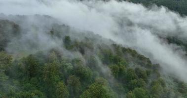 Drone flight over the mountain forest covered with thick fog in summer. Cinematic aerial video of nature in 4K resolution