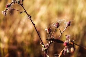 Closeup Of Bushes and Twigs In Garden Under Sunlight in Karachi Pakistan 2022 photo