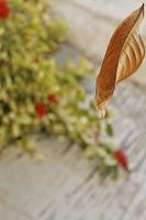 Dry Leaf Falling From Tree In Mid Air Shot In Karachi Pakistan 2022 photo