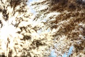 Plants With Sky Background and Sun Flares In Karachi Pakistan 2022 photo