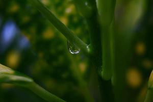 Closeup Of Green Leaves In Garden in Karachi Pakistan 2022 photo