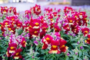 Red Snapdragons Plant flowers with green leaves in a botanical garden for the background. photo