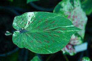 Beautiful Caladium bicolor colorful leaf in the garden. photo
