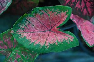 Beautiful Caladium bicolor colorful leaf in the garden. photo