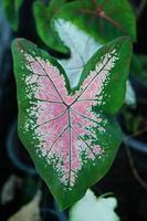 Beautiful Caladium bicolor colorful leaf in the garden. photo