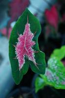 Beautiful Caladium bicolor colorful leaf in the garden. photo