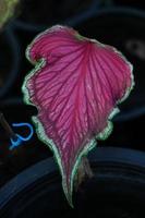 Beautiful Caladium bicolor colorful leaf in the garden. photo