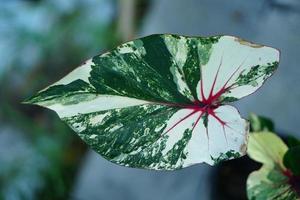 Beautiful Caladium bicolor colorful leaf in the garden. photo
