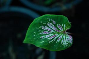 Beautiful Caladium bicolor colorful leaf in the garden. photo