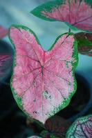 Beautiful Caladium bicolor colorful leaf in the garden. photo