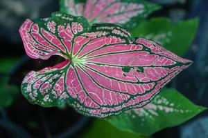 Beautiful Caladium bicolor colorful leaf in the garden. photo
