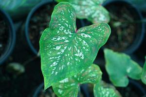 Beautiful Caladium bicolor colorful leaf in the garden. photo