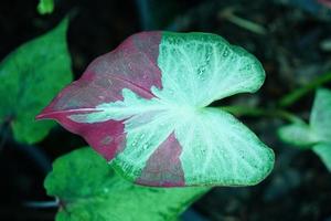 Beautiful Caladium bicolor colorful leaf in the garden. photo