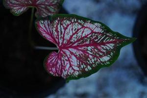 Beautiful Caladium bicolor colorful leaf in the garden. photo