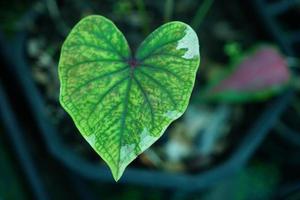 Beautiful Caladium bicolor colorful leaf in the garden. photo