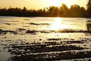 evening sunset Land preparation for rice planting in Thailand photo