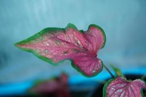 Beautiful Caladium bicolor colorful leaf in the garden. photo
