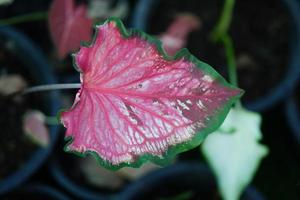 Beautiful Caladium bicolor colorful leaf in the garden. photo
