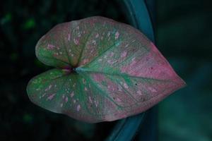 Beautiful Caladium bicolor colorful leaf in the garden. photo