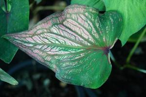 Beautiful Caladium bicolor colorful leaf in the garden. photo