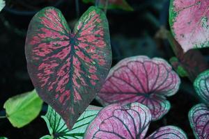 Beautiful Caladium bicolor colorful leaf in the garden. photo