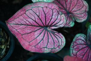 Beautiful Caladium bicolor colorful leaf in the garden. photo