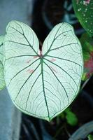 Beautiful Caladium bicolor colorful leaf in the garden. photo