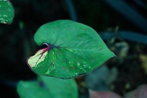 Beautiful Caladium bicolor colorful leaf in the garden. photo