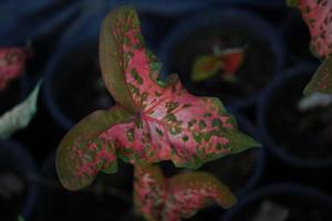 Beautiful Caladium bicolor colorful leaf in the garden. photo