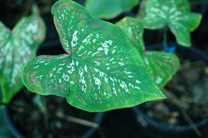 Beautiful Caladium bicolor colorful leaf in the garden. photo