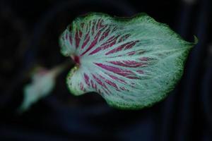 Beautiful Caladium bicolor colorful leaf in the garden. photo