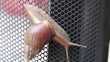 photo en gros plan d'escargots marchant sur le filet noir video