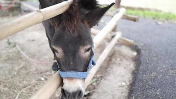 een klein dwerg paard binnen een schutting, binnen de grond. video