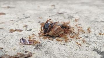 A large swarm of red ants are helping to devour the remains of a lost item that has been crushed to death on the concrete floor. video