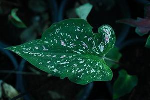 Beautiful Caladium bicolor colorful leaf in the garden. photo