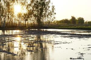 evening sunset Land preparation for rice planting in Thailand photo