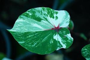 Beautiful Caladium bicolor colorful leaf in the garden. photo
