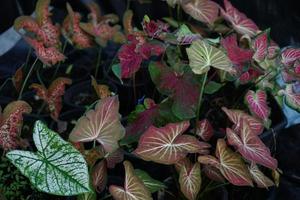 Beautiful Caladium bicolor colorful leaf in the garden. photo