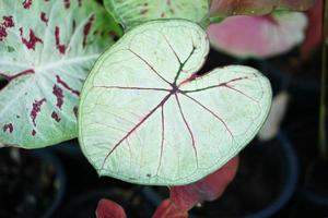 Beautiful Caladium bicolor colorful leaf in the garden. photo