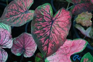 Beautiful Caladium bicolor colorful leaf in the garden. photo