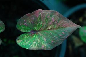 Beautiful Caladium bicolor colorful leaf in the garden. photo