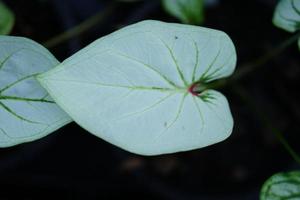 Beautiful Caladium bicolor colorful leaf in the garden. photo