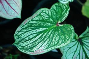 Beautiful Caladium bicolor colorful leaf in the garden. photo