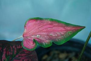 Beautiful Caladium bicolor colorful leaf in the garden. photo