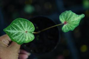 Beautiful Caladium bicolor colorful leaf in the garden. photo