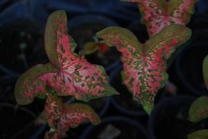 Beautiful Caladium bicolor colorful leaf in the garden. photo