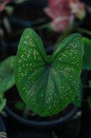 Beautiful Caladium bicolor colorful leaf in the garden. photo
