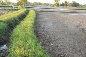 Land preparation for rice planting in Thailand photo